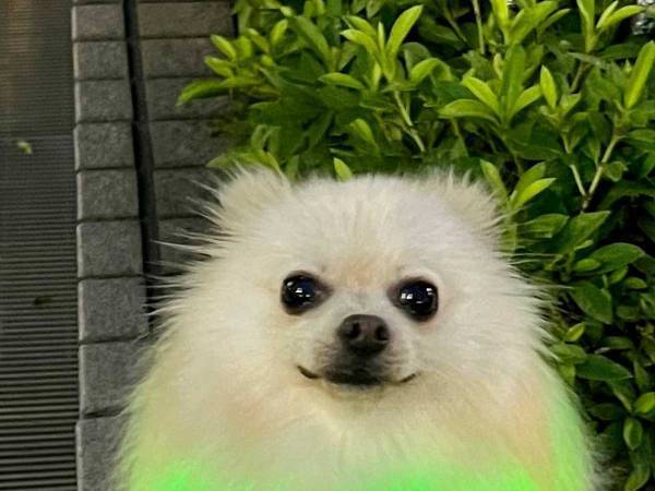 『メロンクリームソーダの妖精』現る　「おいしそう」「味がよみがえった」