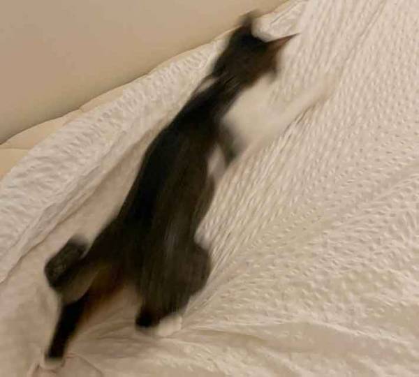 「海に来た子供か」「これぞ、喜びの舞」　シーツの上の猫が、話題！