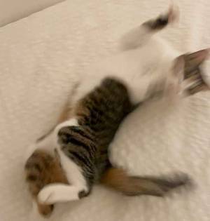 「海に来た子供か」「これぞ、喜びの舞」　シーツの上の猫が、話題！