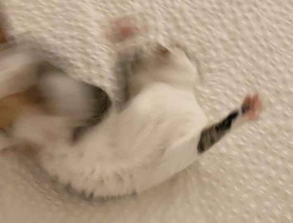 「海に来た子供か」「これぞ、喜びの舞」　シーツの上の猫が、話題！