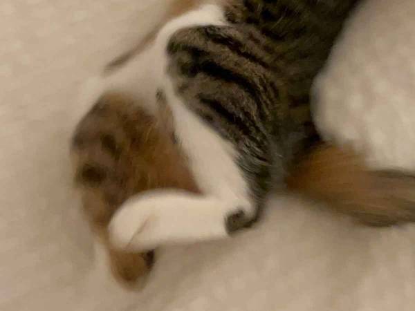 「海に来た子供か」「これぞ、喜びの舞」　シーツの上の猫が、話題！