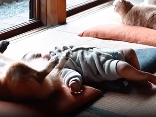 座布団に座る３匹と１人に７万『いいね』　「癒し効果」「それぞれの特徴」