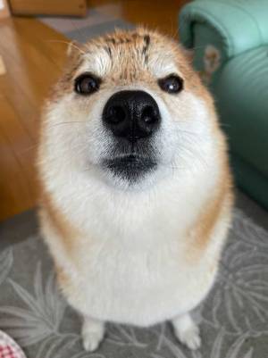 「シャンプーされたらアザラシになった柴犬」　飼い主が撮った１枚に「スゴイ」