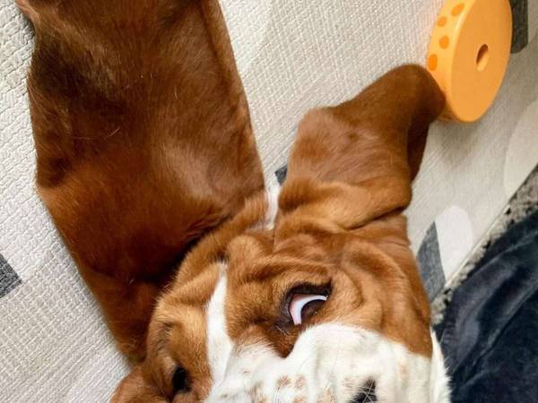 「こんなかわいい犬見たことない！」　床に寝転ぶ犬の『表情』が…？