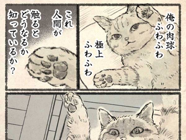 肉球を触りたい…　しかし、猫が思っていることは？