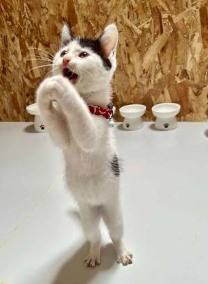 ご飯を食べた猫　その後の行動に「笑った」「尊いすぎる」