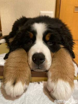 「もうそれにしか見えない」　大型犬の前脚がまるで…「笑った」「気付いた人すごい」