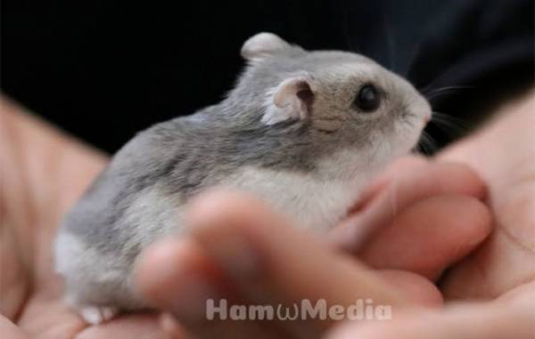 「送るのも受け取るのも許せない」　ハムメディアが怒りの声