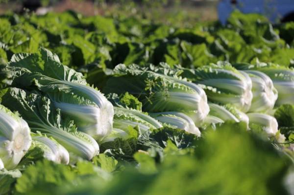 買った白菜は冷蔵？常温？　農家のアドバイスに「そうだったのか！」