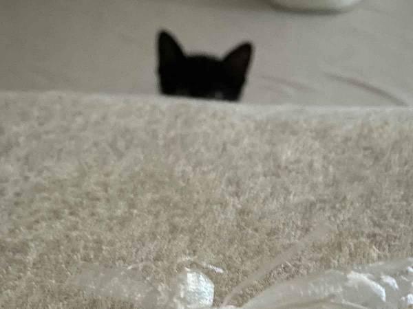 飼い主が体調を崩すと？　猫が差し出したものに「ニヤケる」