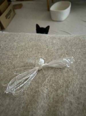 猫と紐の写真