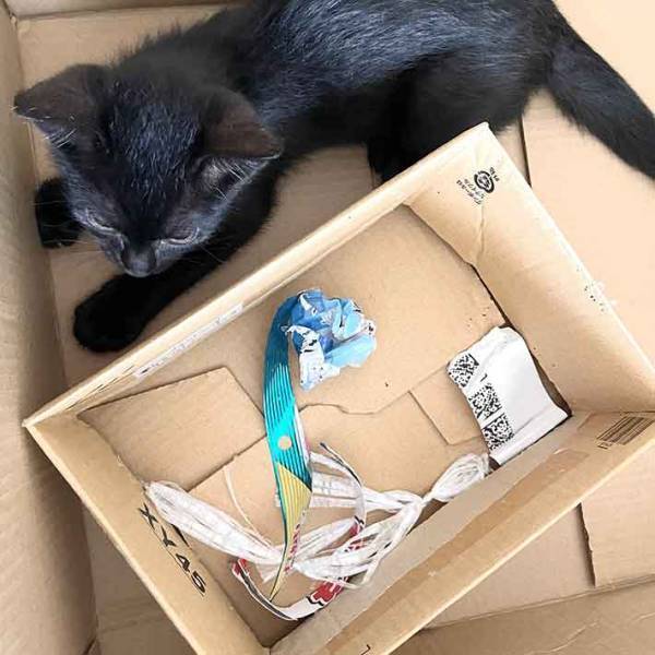 飼い主が体調を崩すと？　猫が差し出したものに「ニヤケる」