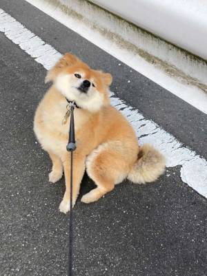 散歩中に撮った１枚　柴犬の表情に「強い意志を感じる」「なんて頑固者」