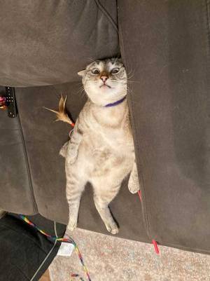 「どんな寝顔かな」　猫の表情を確認すると？