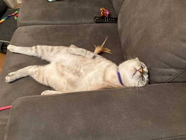 「どんな寝顔かな」　猫の表情を確認すると？