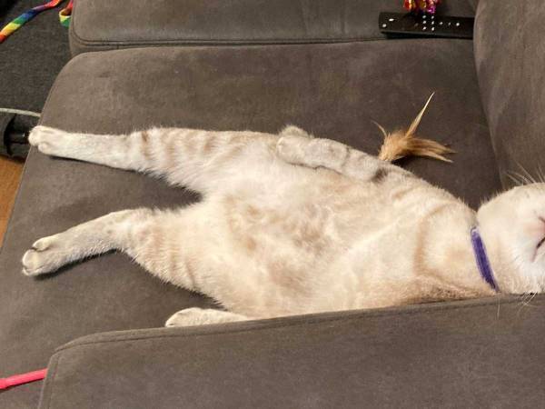 「どんな寝顔かな」　猫の表情を確認すると？