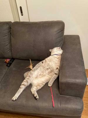 「どんな寝顔かな」　猫の表情を確認すると？