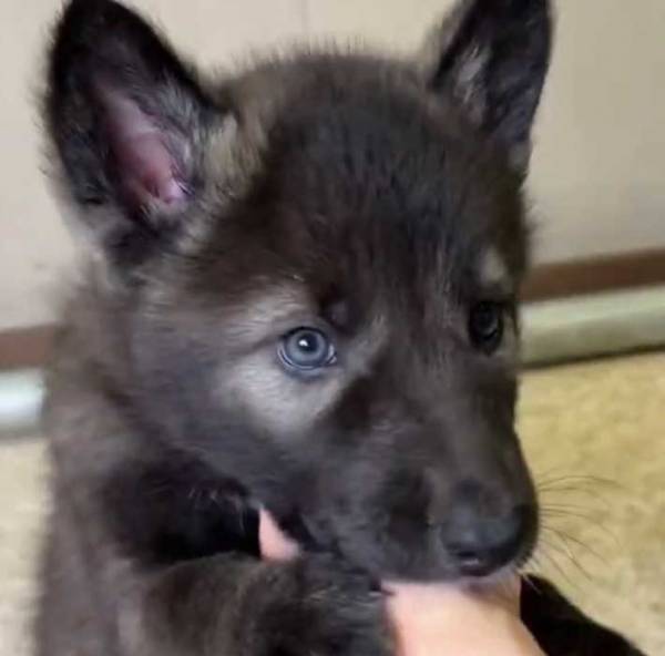 ぬいぐるみのような子犬、成長すると？　「百戦錬磨の風格」「オーラがすごい」