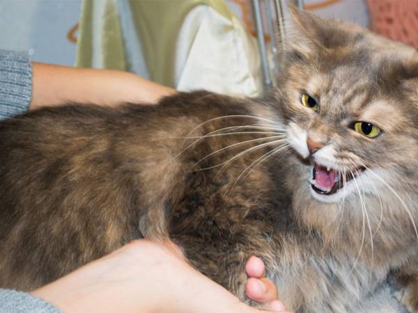 「やんのか、コラぁ！」　動物病院で猫が威嚇している『相手』に「笑った」