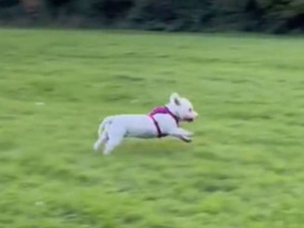 『１５歳』の犬の里親になったはずが？　現在の姿に目を疑う「かわいすぎる！」