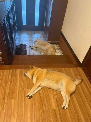 ほぼ同じポーズの柴犬　その理由に「笑った」