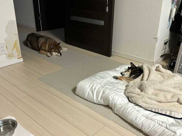 寝込む柴犬をそばで見ていたのは？　飼い主が撮った１枚に「涙が出そう」