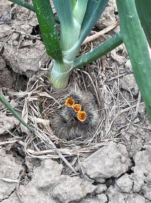 黄色い花に見えるけど？『正体』に「知りませんでした」