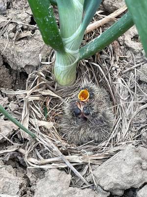 黄色い花に見えるけど？『正体』に「知りませんでした」