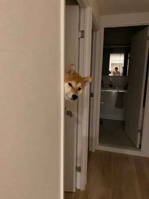 飼い主が帰宅すると…　まさかの出迎えに「笑った」「背中にチャックあるよ」