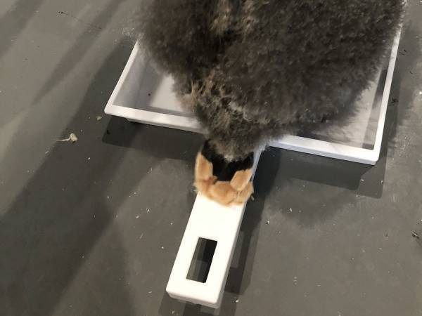 床掃除をしたら『巨大なホコリ』が…正体に「かわいい」「初めて見た！」