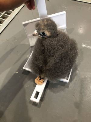 床掃除をしたら『巨大なホコリ』が…正体に「かわいい」「初めて見た！」