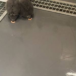 床掃除をしたら『巨大なホコリ』が…正体に「かわいい」「初めて見た！」