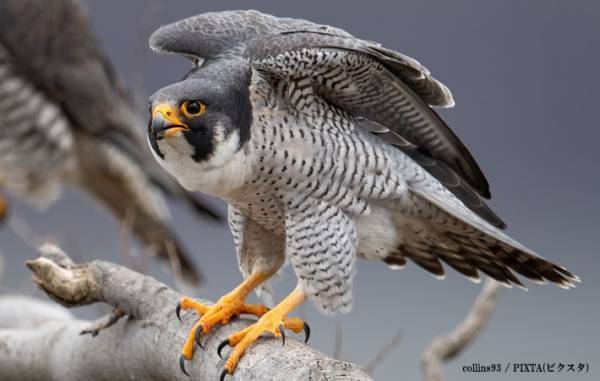 床掃除をしたら『巨大なホコリ』が…正体に「かわいい」「初めて見た！」