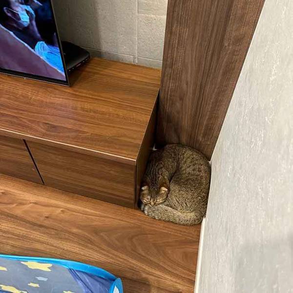 『四角』になった猫？　隙間を埋めた姿に「ヘビかと思って焦ったわ」