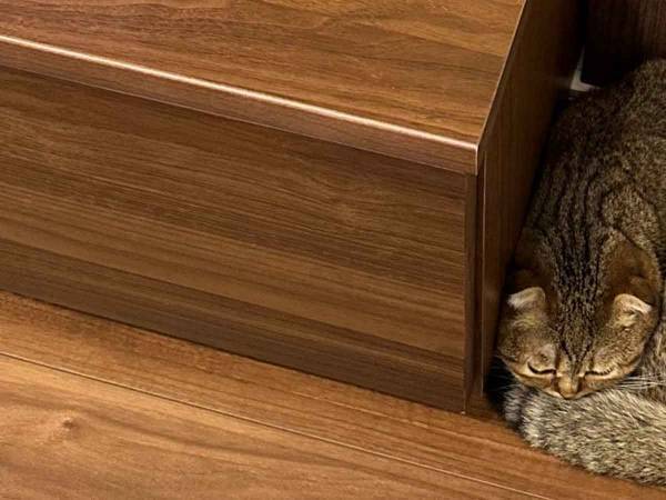 『四角』になった猫？　隙間を埋めた姿に「ヘビかと思って焦ったわ」