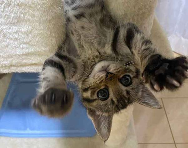 遊んでいた猫が？　まさかの行動に「子供の頃、同じことしてたわ」