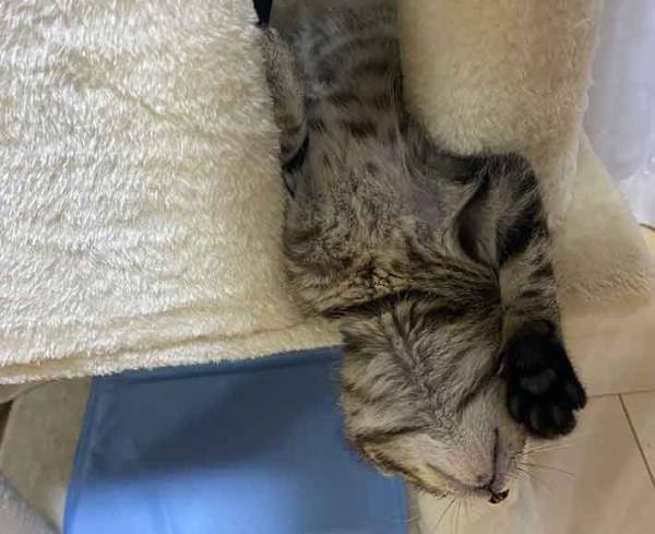 遊んでいた猫が？　まさかの行動に「子供の頃、同じことしてたわ」