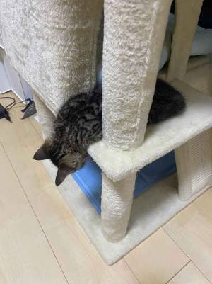 遊んでいた猫が？　まさかの行動に「子供の頃、同じことしてたわ」