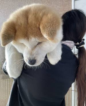 ８万人を驚かせた秋田犬の写真　「ウソでしょ」「驚いた」の声が相次いだわけ