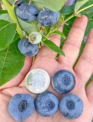 「これは驚いた」「見たことない」　ブルーベリーに１２万『いいね』！