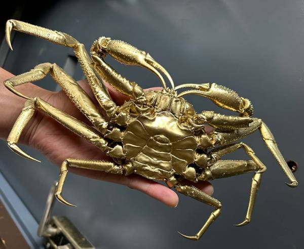 金色のズワイガニが出現！？　その正体に「なんだ天才か」「完成度すごい」