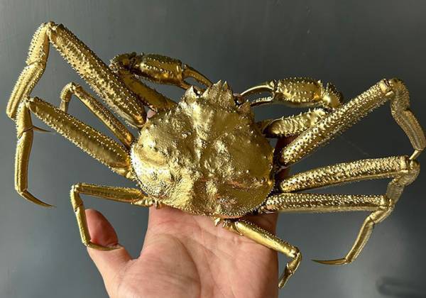 金色のズワイガニが出現！？　その正体に「なんだ天才か」「完成度すごい」