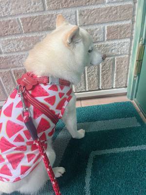 お気に入りの服を着た柴犬　１年後の姿に、飼い主「なんだコレは」