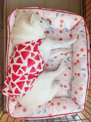 お気に入りの服を着た柴犬　１年後の姿に、飼い主「なんだコレは」