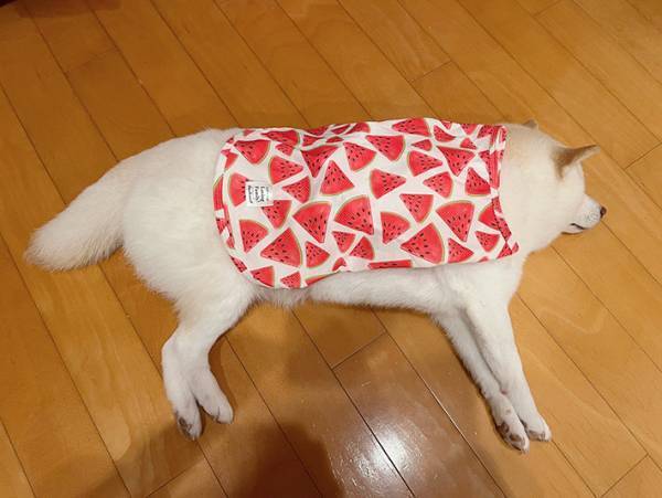 お気に入りの服を着た柴犬　１年後の姿に、飼い主「なんだコレは」