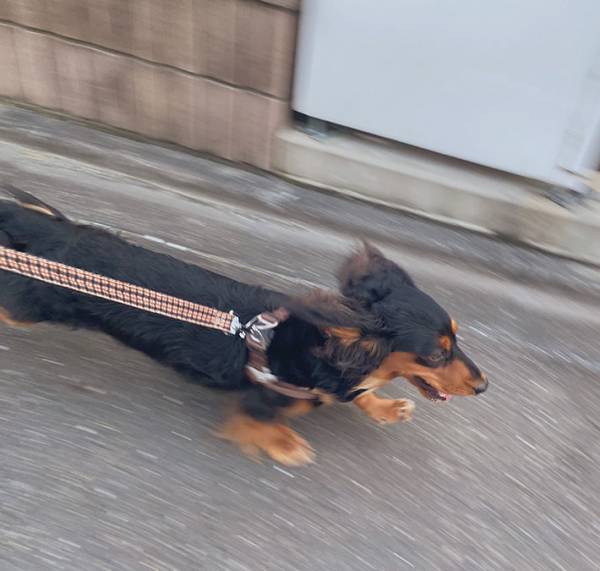 散歩中のダックスフンドに「リムジンもびっくり」　写真に、４万人が納得！