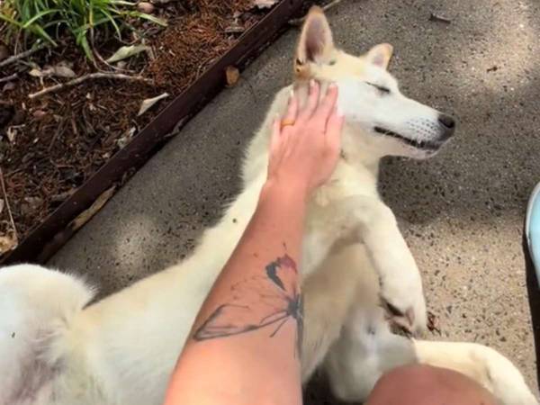 「嬉しくて涙が出た」　家の前に現れた、人懐っこい犬　その数日後？