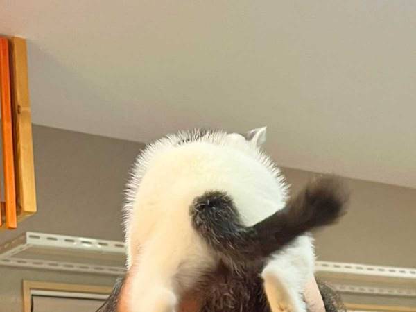 全力すぎる愛情表現に「笑った」「愛が強い」　飼い主が帰宅すると？