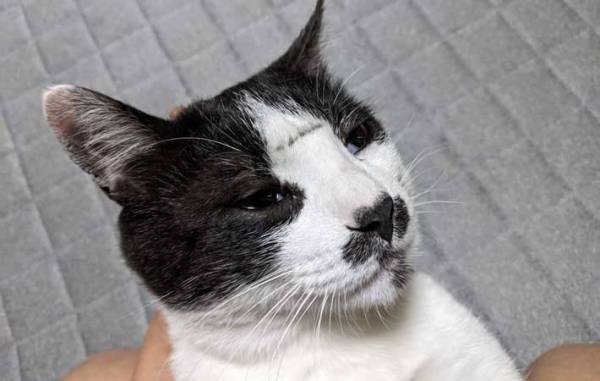 飼い主に叱られる猫　決定的証拠と表情に「爆笑」「すべてを達観した顔」