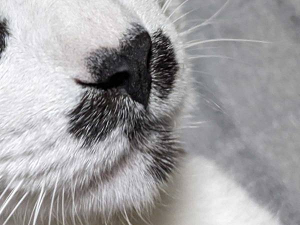 飼い主に叱られる猫　決定的証拠と表情に「爆笑」「すべてを達観した顔」